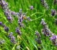 /album/photographfeerique/abeille-2-jpg/